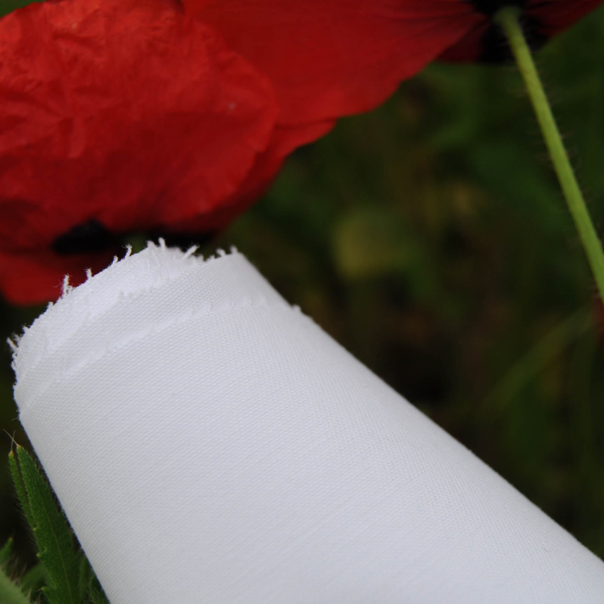 Coton blanc Toile